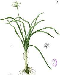 Allium T Allium