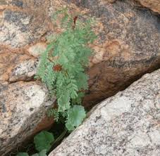 Image result for Caesalpinia rostrata