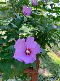 Image result for Hibiscus syriacus Violet Clair Double