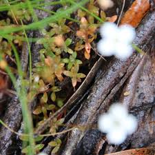 Image result for Mitrasacmopsis