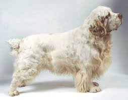 With thousands of clumber spaniel puppies for sale and hundreds of clumber spaniel dog breeders, you're sure to find the perfect clumber spaniel puppy. Males Page 3 Jelena Dogshows