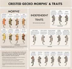 Crested Gecko Morph Trait Guide Crested Gecko Crested