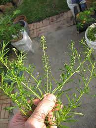 Peppergrass Edible Wild Plants Wild Foraging Edible Plants