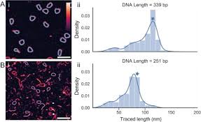It contains codes for the assembly of amino acids into all the proteins required in the body. Topostats A Program For Automated Tracing Of Biomolecules From Afm Images Sciencedirect