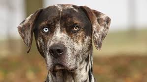 Other dogs aren't so frivolous in their the catahoula leopard dog was originally established in the northern part of the wet and wild state of louisiana, close to the catahoula lake. Catahoula Rescuer Says The Breed Got A Bad Rap During A Trial In Saint John Cbc News