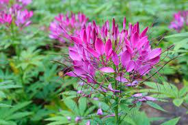 Adding Vertical Interest And Delicate Airiness To The Perennial Border Cleome Hassleriana Violet Queen Is A Fast Growing Annual Plants Plants Annual Flowers