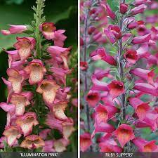 Poppies, sweet william and foxgloves are popular kinds of biennials. Perennial Foxglove Collection Van Meuwen