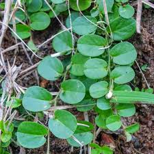 Image result for Evolvulus nummularius