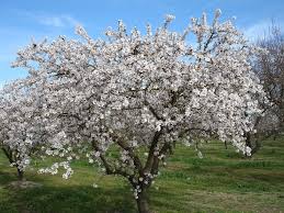 And The Almond Tree Shall Flourish Almond Tree Plants Almond Blossom