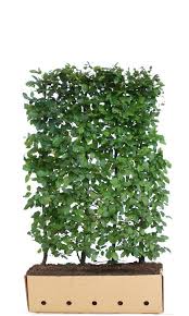 Hainbuche Carpinus Betulus 150 Cm Hohe Haag Planten Groenblijvend