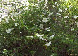 Image result for Rosa laevigata