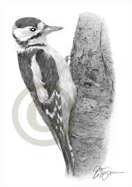 Black And White Spotted Bird Uk Specht Grosse Spotted Vogelkunst Bleistift Zeichnung Drucken Kunstwerk Signiert Gary Tymon 2 Grossen Ltd Ed 50 Drucke Nur Bird Art Pencil Drawings Drawing Prints