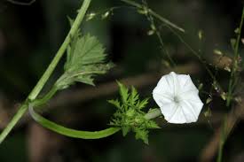 Image result for Ipomoea coptica