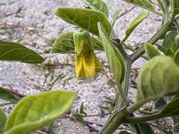 Image result for Physalis viscosa