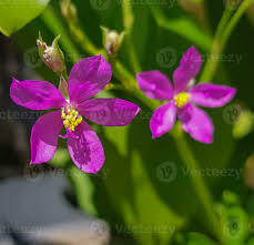 Image result for Talinum fruticosum