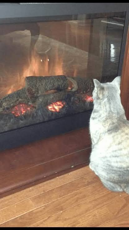 Kill them. Kill them all. : r/funny
