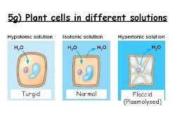 Check spelling or type a new query. S 3 Biology Cells Cell Transport Learning Intentions