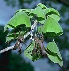 Image result for Hernandiaceae