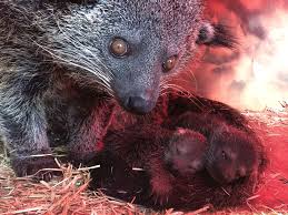 Later, mama binturong tells makucha and his henchmen the night pride to overthrow janna in an attempt to eat the rare animals just as the villains sneak into the tree. Binturong Zooborns