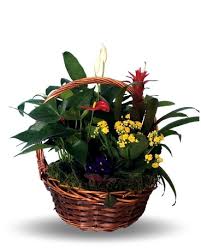 Maybe you would like to learn more about one of these? Sympathy Plants Delivery Orland Park Il Mitchell S Orland Park Flower