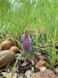 Image result for Uraria