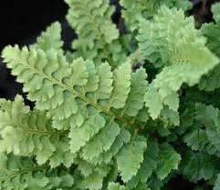 Polystichum Setiferum Congestum Kleiner Schildfarn Farne Wintergrune Farne Pflanzen Schattenpflanzen Farn