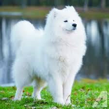 snow white samoyed samoyed dogs expensive dogs most expensive dog