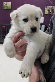 German shepherd great pyrenees puppies. Honey Mustard S Web Page