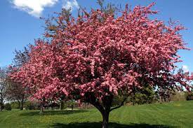 Shade trees and small ornamental trees may be affected by plant diseases. Vibrant Flowering Trees Tennessee Wholesale Nursery