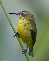 Harga pipit oto hitam bali. Burung Madu Sriganti Wikipedia Bahasa Indonesia Ensiklopedia Bebas