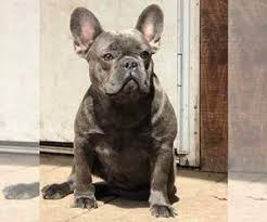 French bulldog young puppies are suitable for apartment life because they do tire quickly and don't like long periods of intense activity. View Ad French Bulldog Puppy For Sale Near North Carolina Deep Gap Usa Adn 196843
