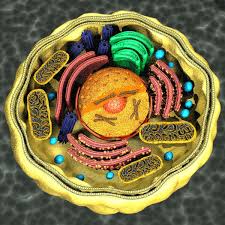 Human Cell 3d Model Animal Cell Project Cell Model Animal Cell