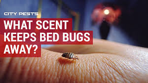 At one point it seemed as if bed bugs were a vague problem of the an enormous market for eradication methods has, like the pests themselves, sprung up overnight. What Scent Keeps Bed Bugs Away Click For Correct Answer