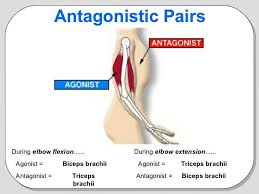Pin On Systems Musculoskeletal