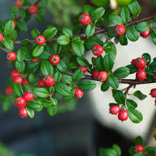 Image result for Cotoneaster pannosus
