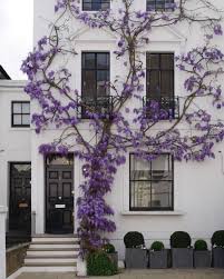 Glycines Maison Londonienne Deco Exterieure Decoration Exterieur Jolie Maison