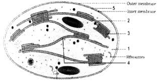 Maybe you would like to learn more about one of these? Structure Of A Chloroplast Is Given Below Write The Parts In The Place Of Numbers Sarthaks Econnect Largest Online Education Community