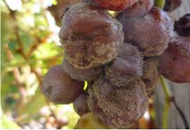 Image result for Botrytis cinerea