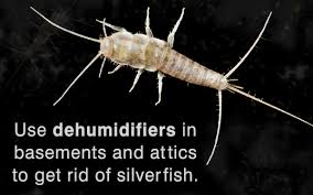 How to get rid of silverfish 18 easy ways kill and repel. Ways To Get Rid Of Silverfish Home Quicks