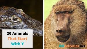 Animals names list from a to z. Animals That Start With Y 20 Animal Names That Start With Y