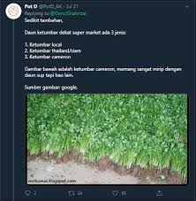 Translate sup in english online and download now our free translator to use any time at no charge. Cara Bezakan Daun Sup Ketumbar Ini Panduan Untuk Suami Kalau Ke Pasar