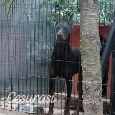 cesur asi adli kullanicinin blue doberman panosundaki pin