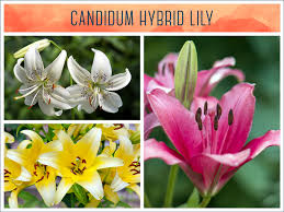 May 19, 2012 · nymphs and adults feed on plant juices, attacking leaves, stems, buds, flowers, fruit, and/or roots, depending on the species. Types Of Lilies A Visual Guide Ftd Com