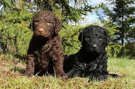 Still mostly luring, and there is still a long way to go, but so far so good.other puppies are crying inside, because they here clicker sound and they know. Curly Coated Retriever Dog Breed History And Some Interesting Facts