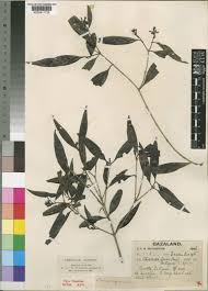 Image result for Coptosperma supra-axillare