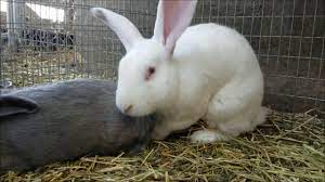 A rabbit must be fed twice daily, in the morning and evening, and their daily diet should consist of. Beveren Rabbit Everything You Need To Know