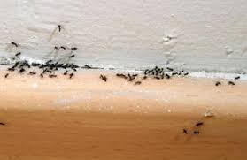 Everywhere you look in the driveway and everything, ants. How To Kill Ants In The House Ending Ant Infestations Pest Proof