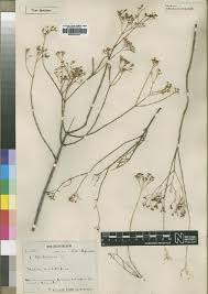 Image result for Agathisanthemum globosum