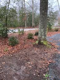We did not find results for: Need Privacy Shrub Ideas For Property Line Zone 7 Delaware Part Sun The Cleyera Japonicas I Planted Aren T Growing At All Landscaping