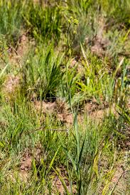 Image result for Senecio retrorsus